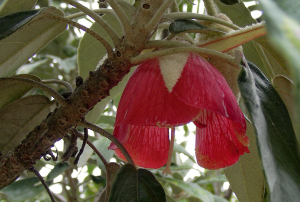 Trochetia boutoniana